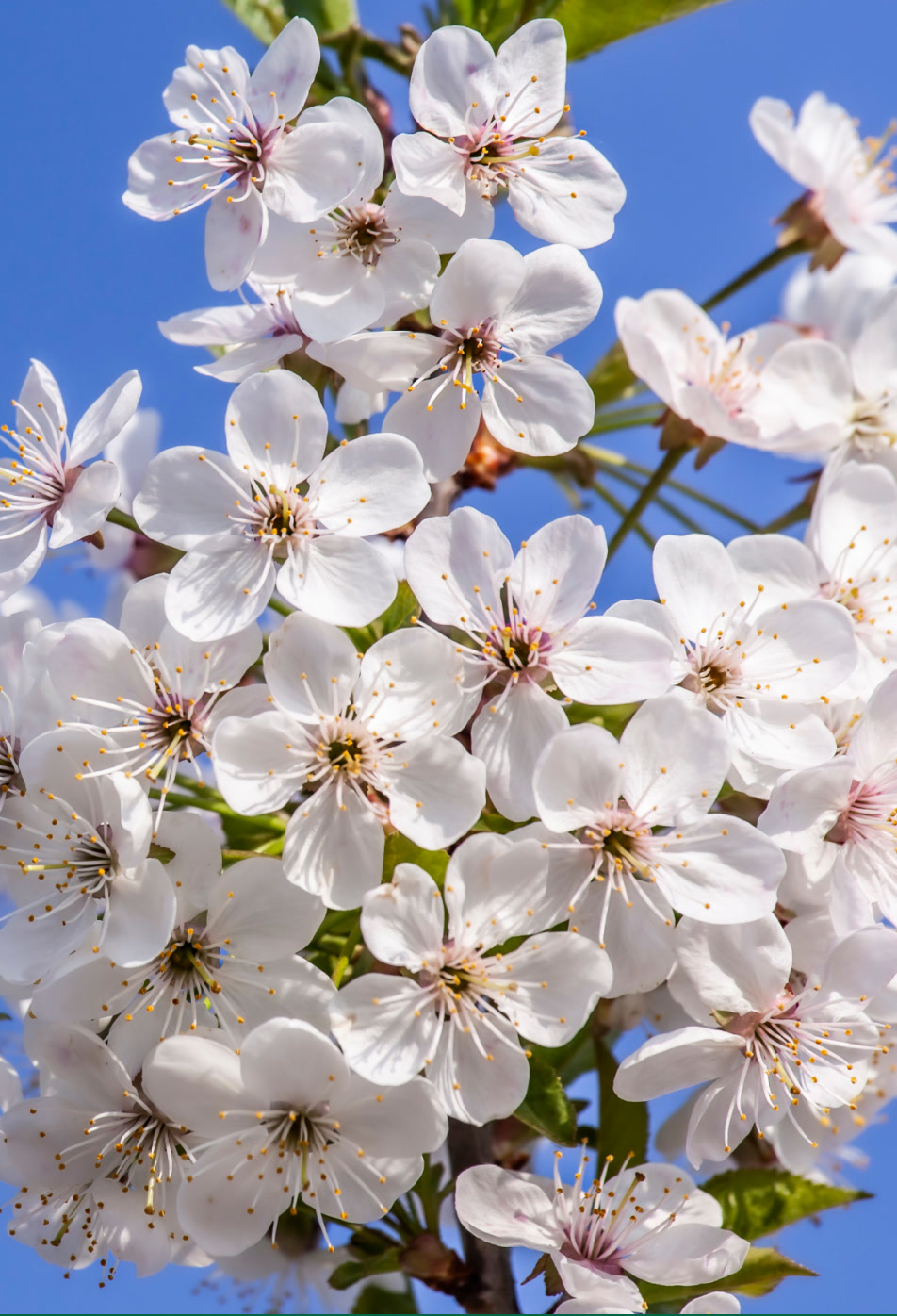 Далена банк